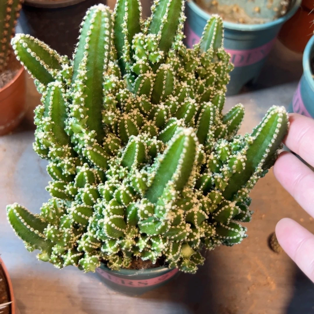 Z***I哈哈哈哈哈哈哈哈哈哈