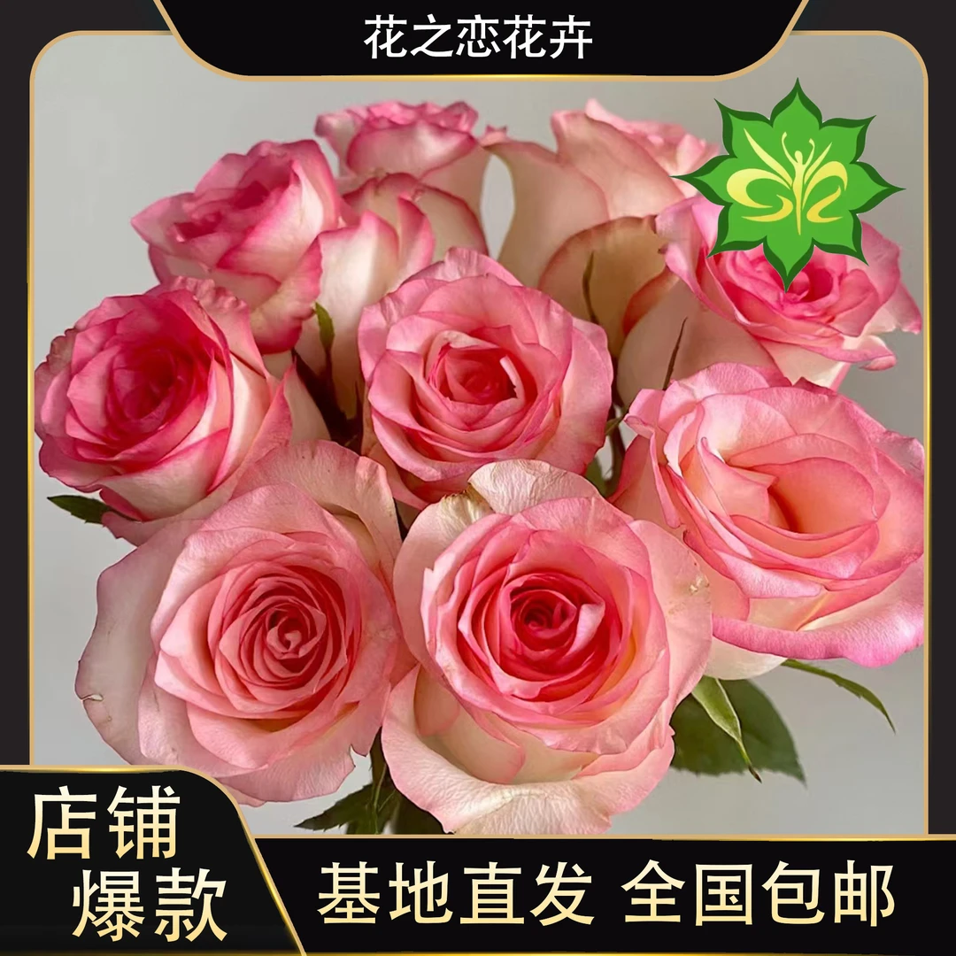 艾莎玫瑰   居家办公优选《东北基地发货》