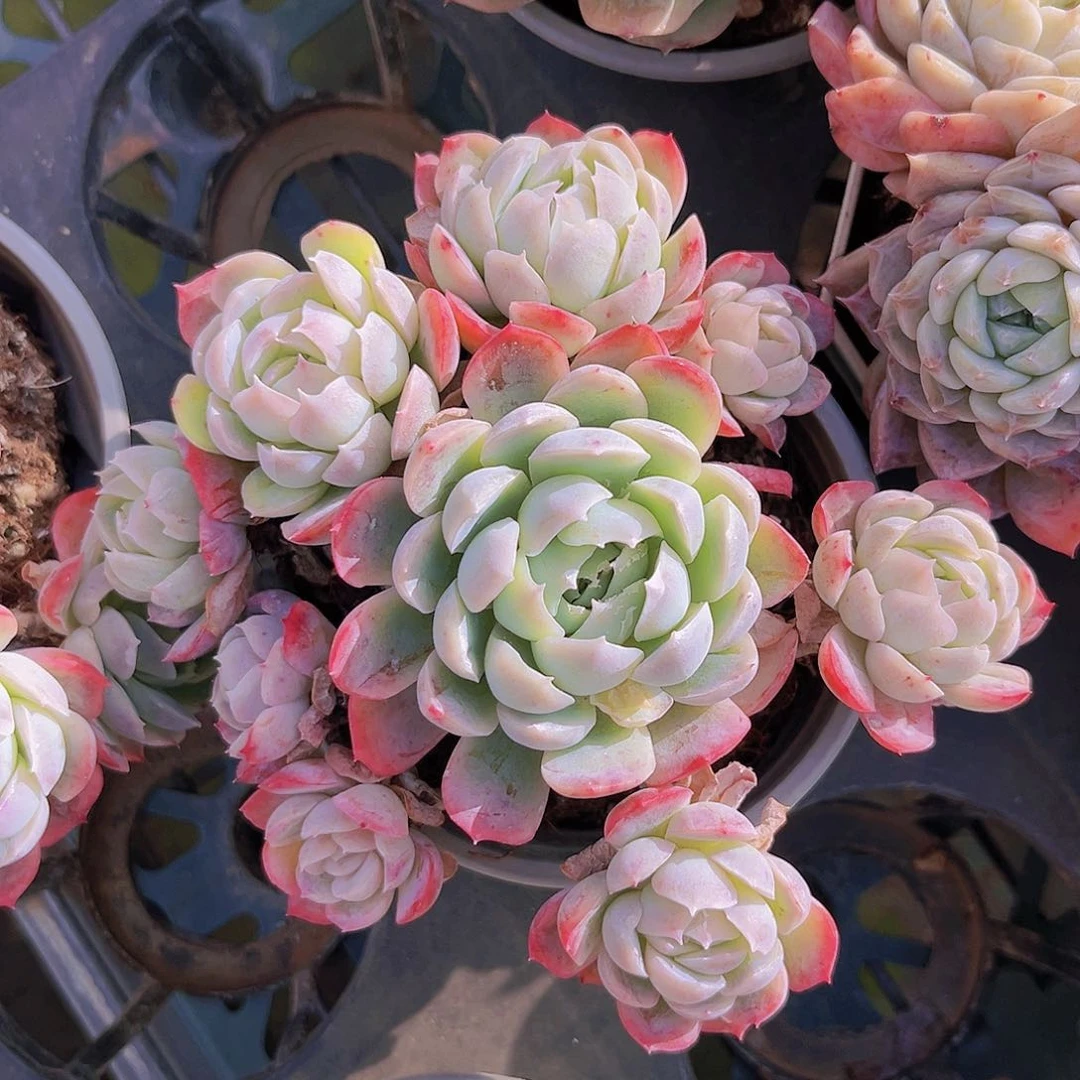 贝瑞13公分88999999