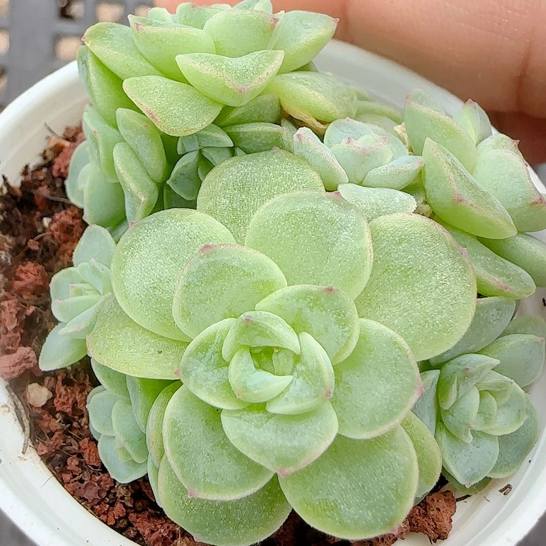 【闪购商品】0924-61优选麦杆