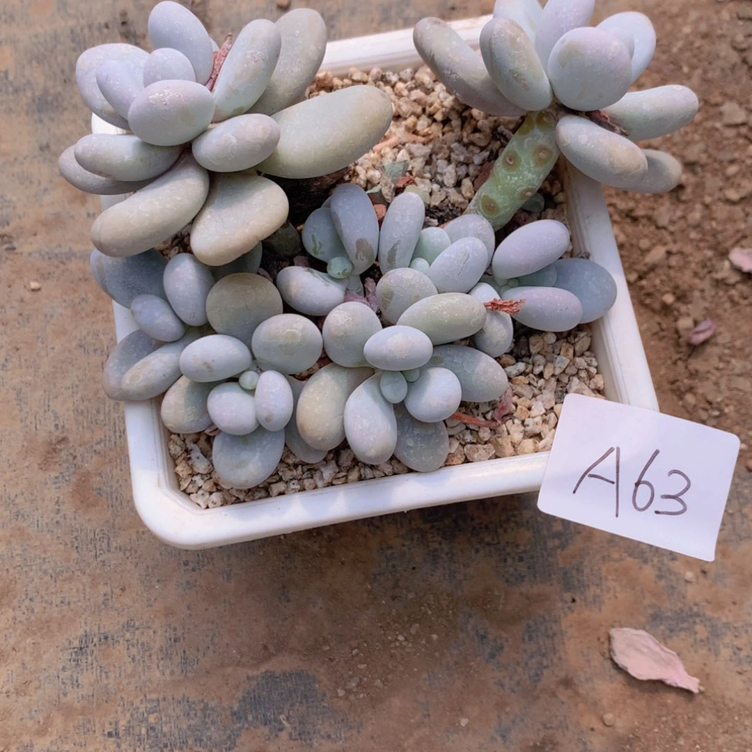 晶*多肉植物奶酪63