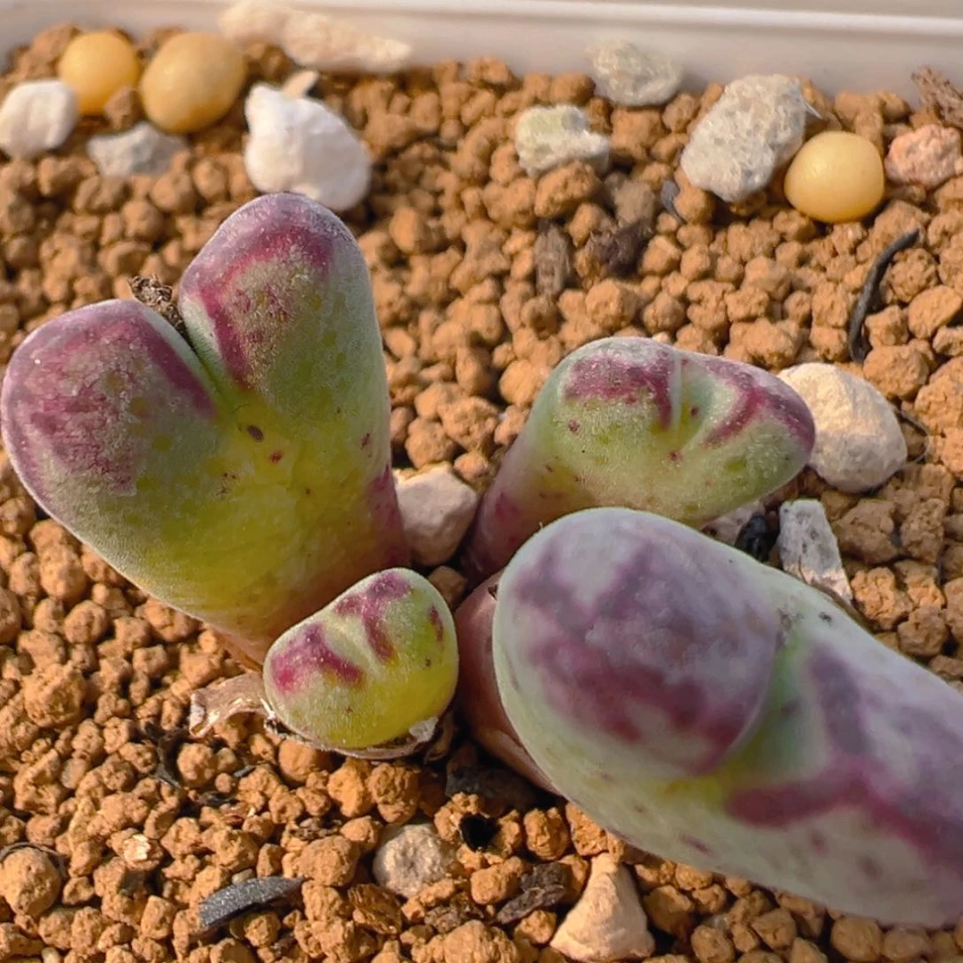 130多肉百科斑马