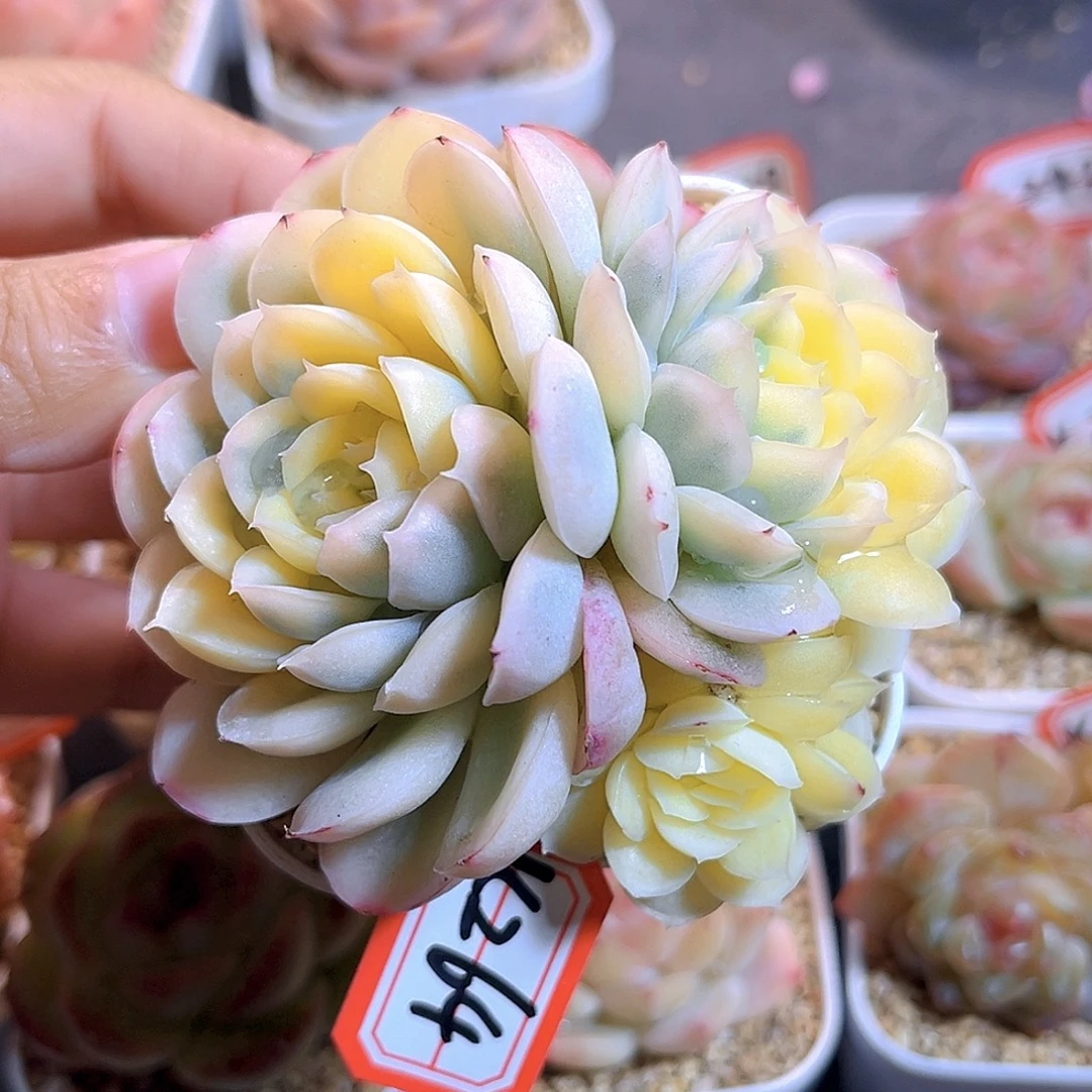 K264  草莓冰锦 满18包邮