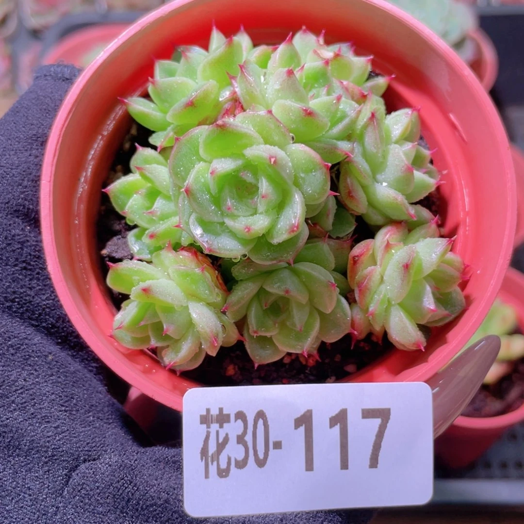 花利美30-117麦秆群