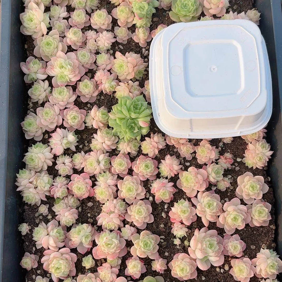 量拍白盒一盒，精品麦秆，新疆西藏内蒙不发货 多肉