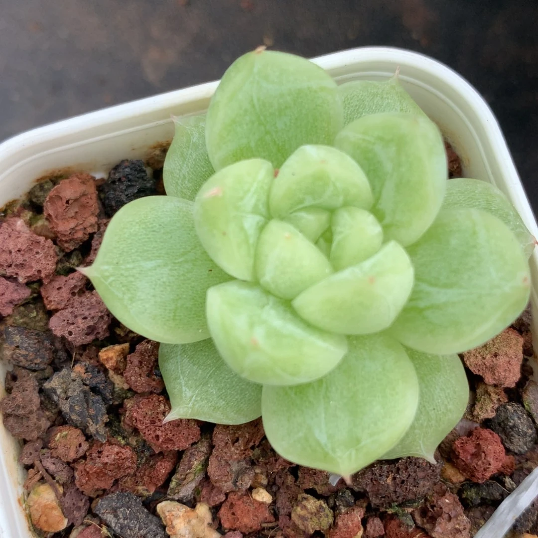 0704-348 珍妮优选