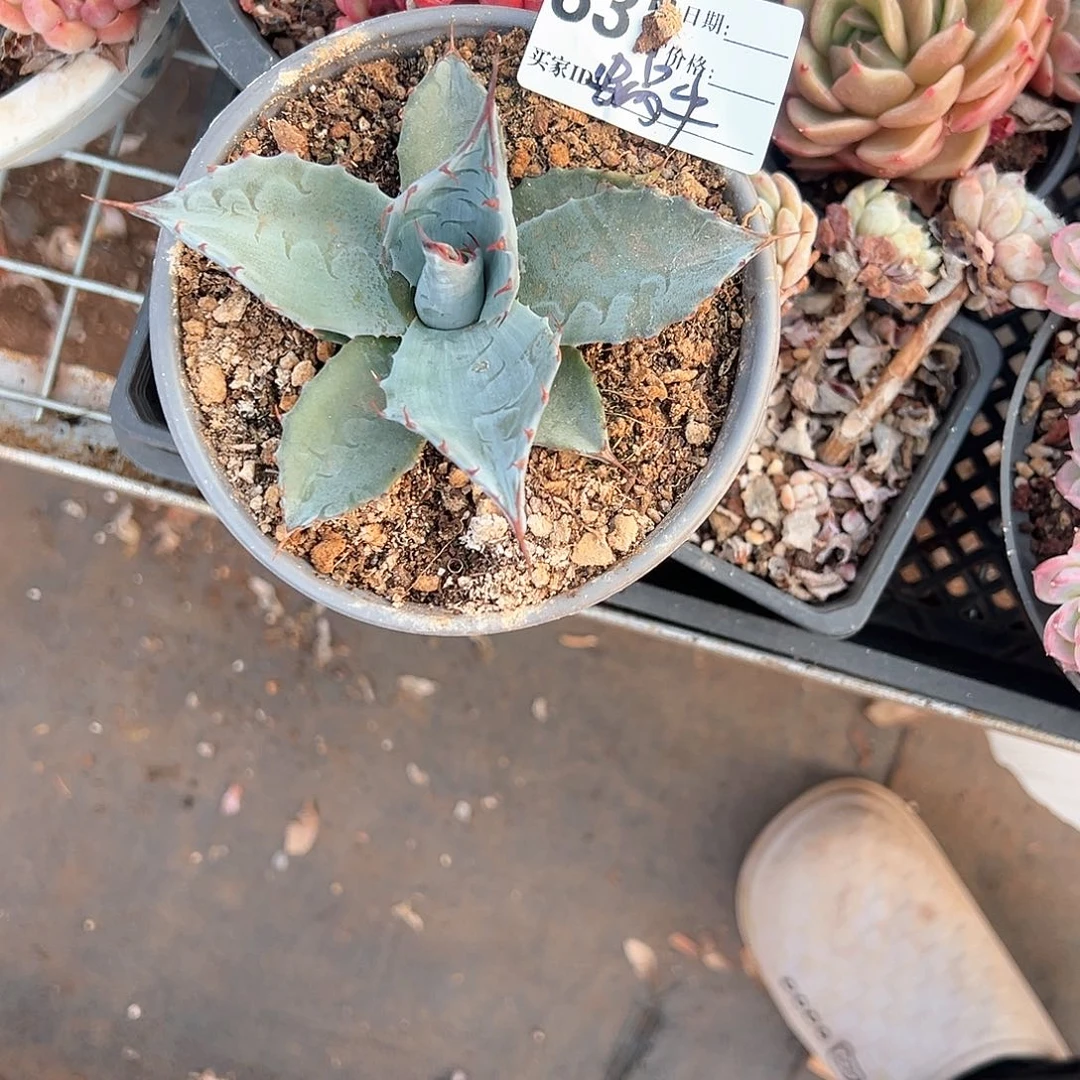 精品龙舌兰一物一拍