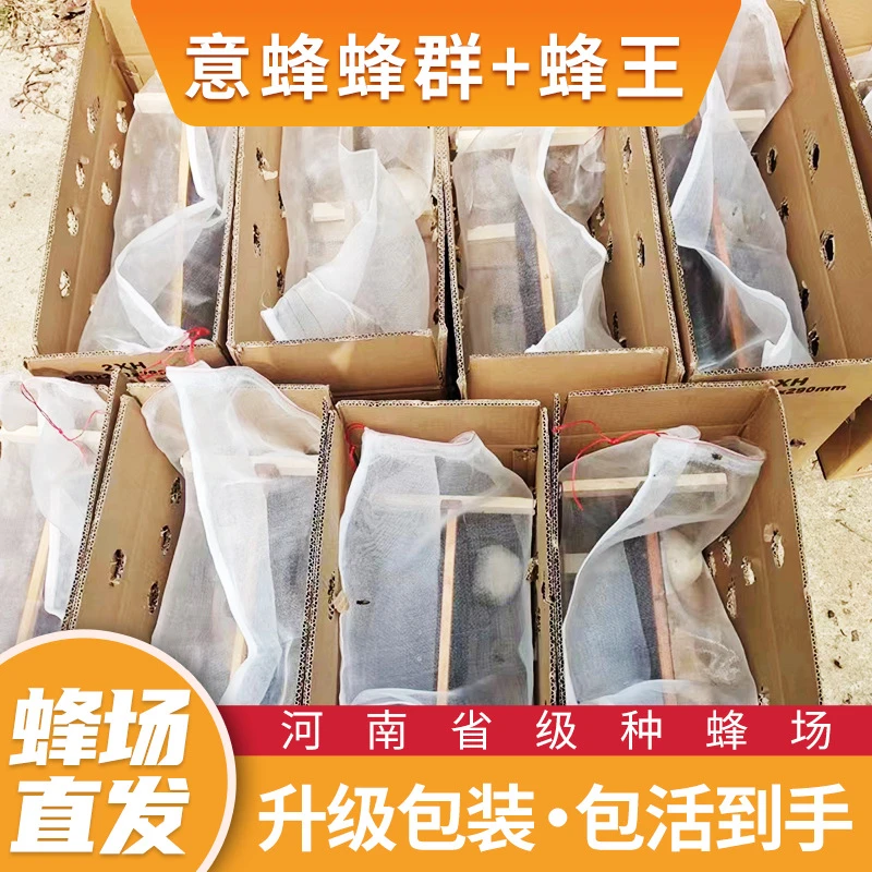 意蜂笼蜂足斤足量包活到手意蜂可带王蜂群蜂场直发支持