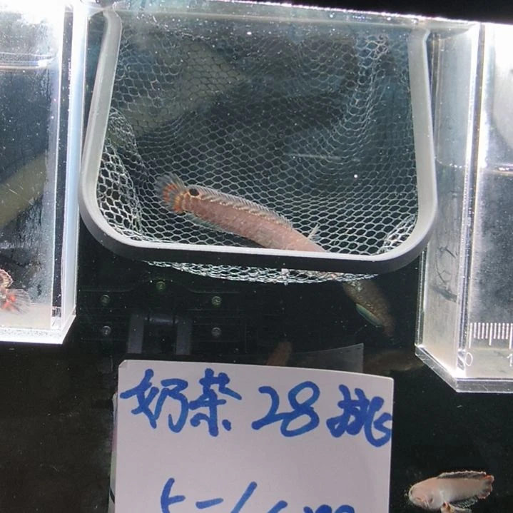 雷龙雷龙。。。。。。。。。