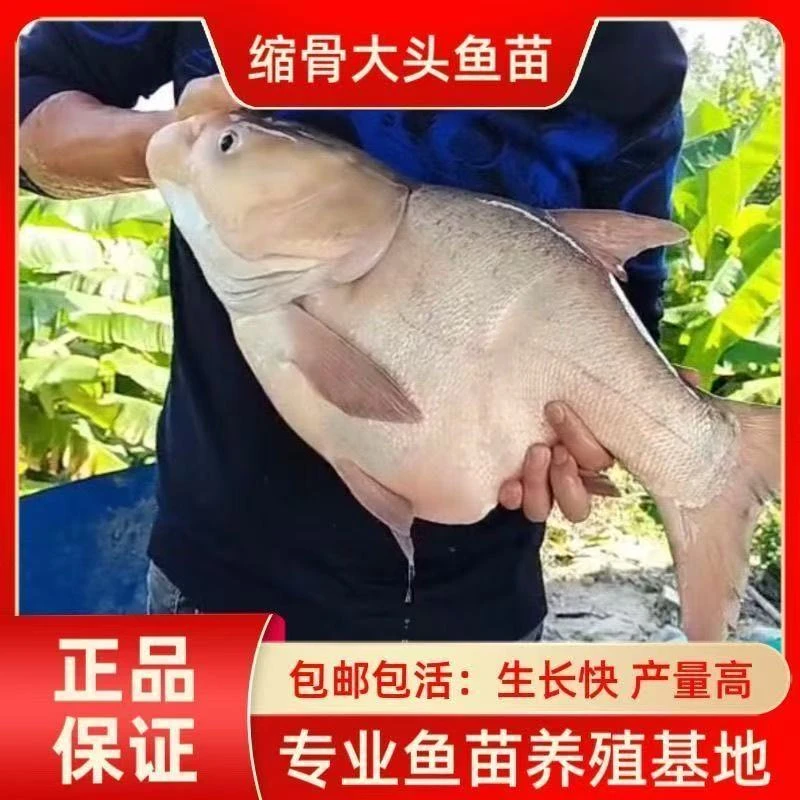 缩骨大头鱼苗仙骨胖头鱼缩骨花鲢缩骨鲢鳙花鲢鱼苗淡水养殖食用鱼
