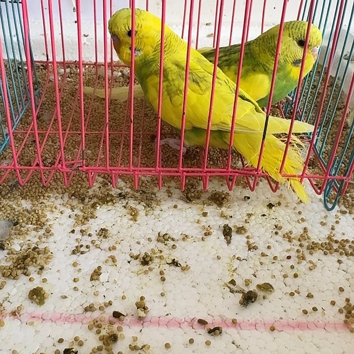 虎皮鹦鹉大头你好