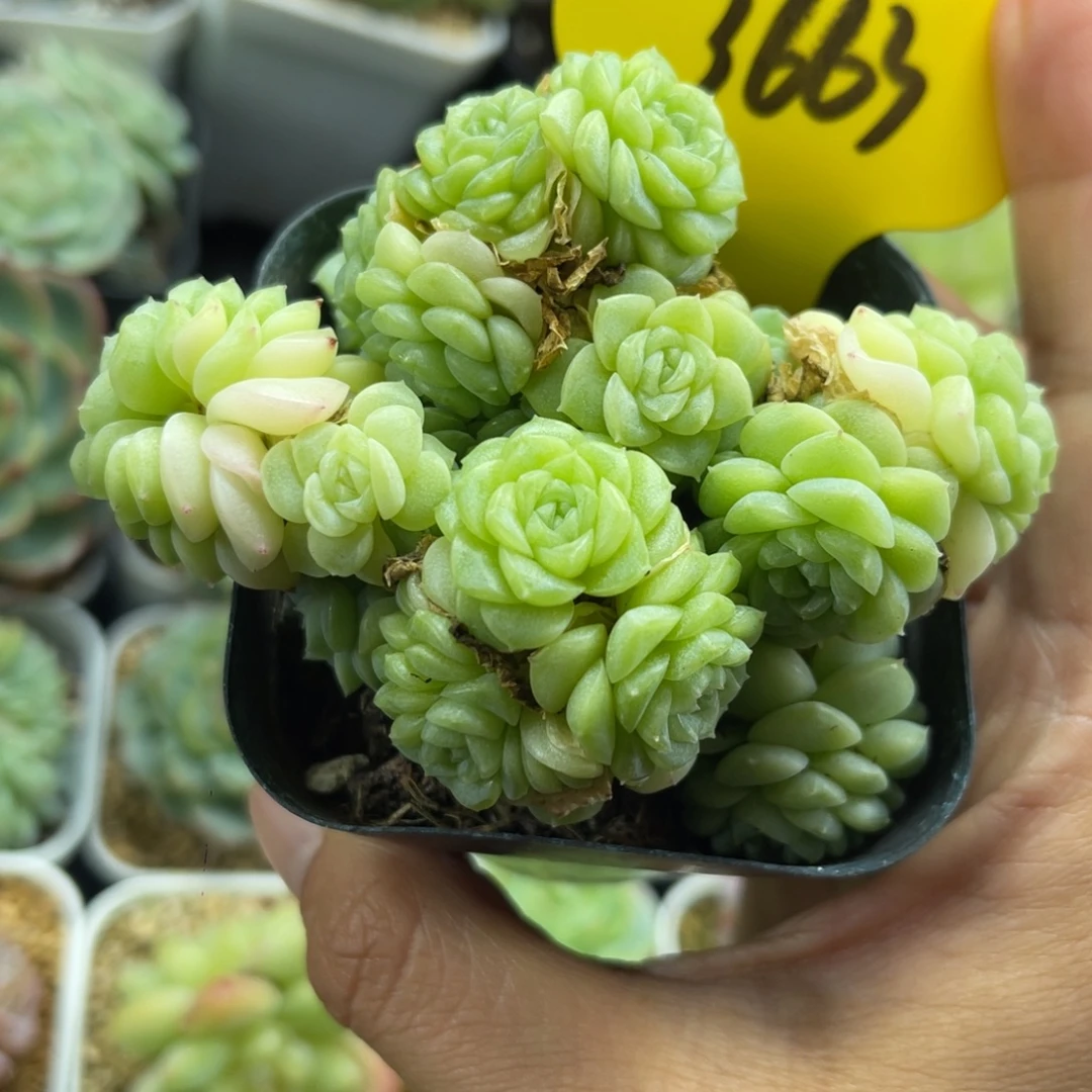 半价福利花朵脸麦秆3663
