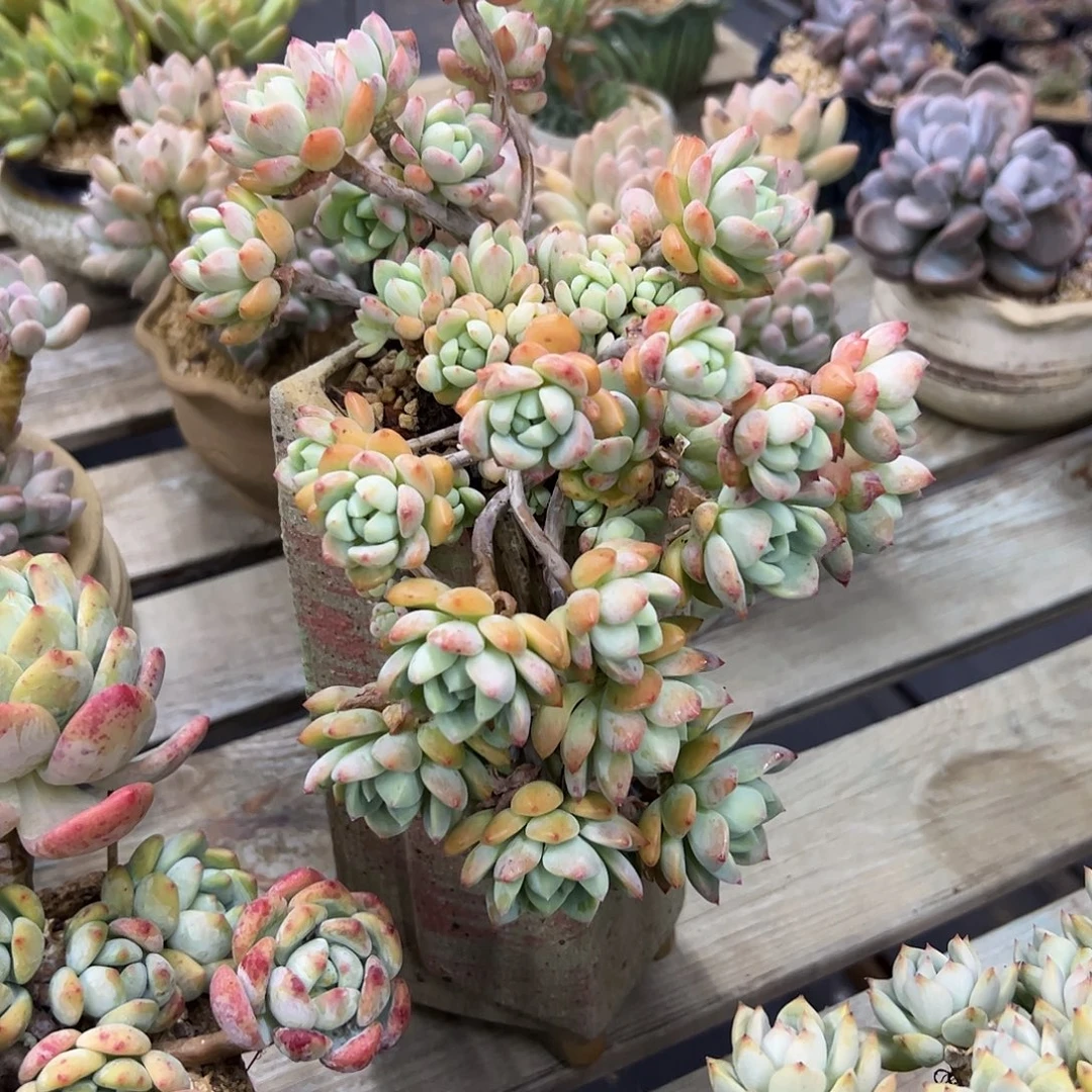 桃酥有伤18 零零多肉植物