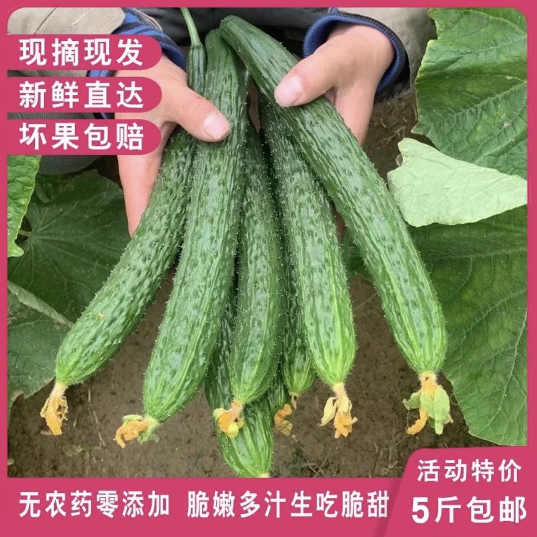 （新人福利）新鲜黄瓜水果黄瓜绿心带刺清脆蔬菜