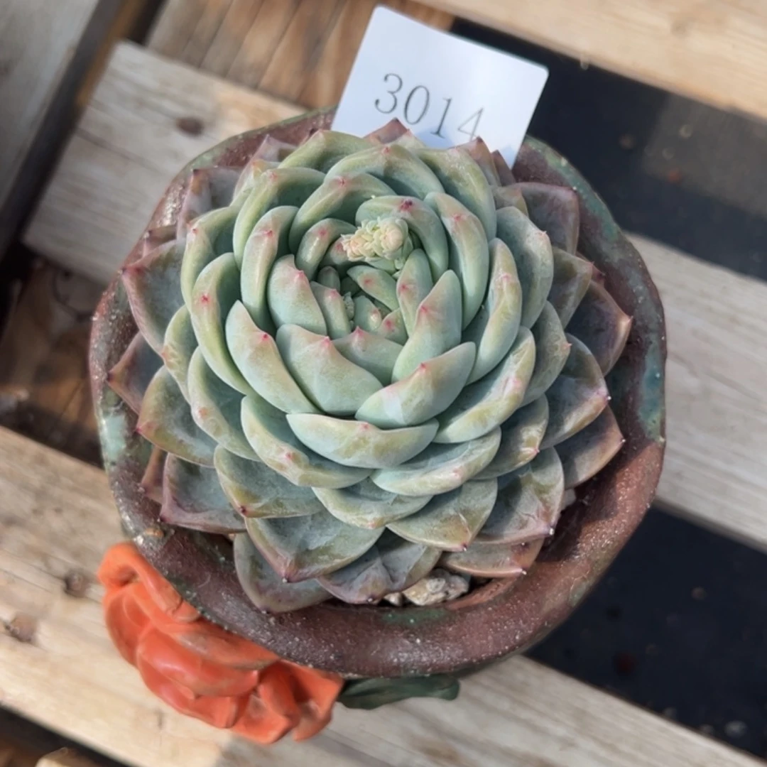 兜****?3014多肉多多多多