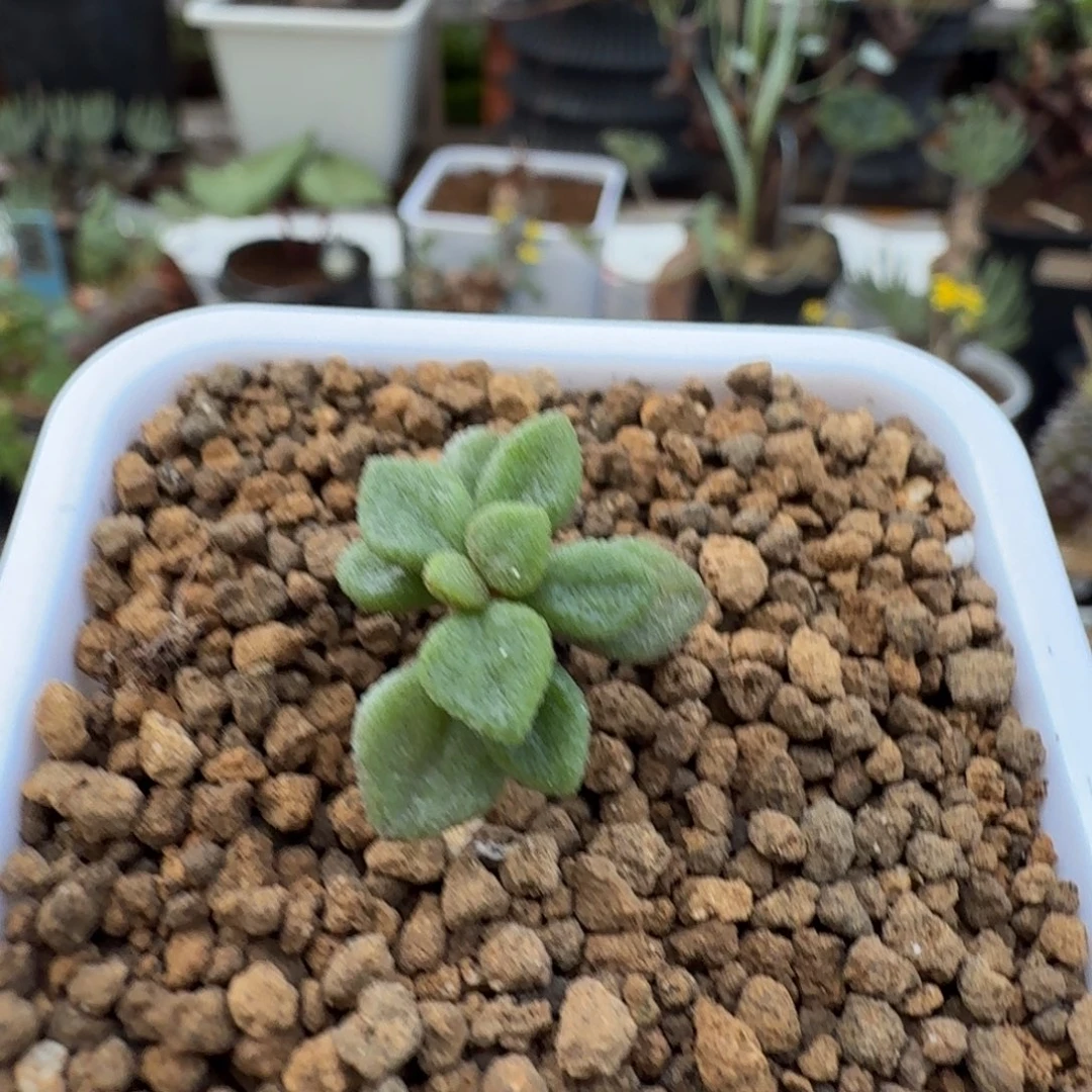 折枝奇峰锦836 仙人球