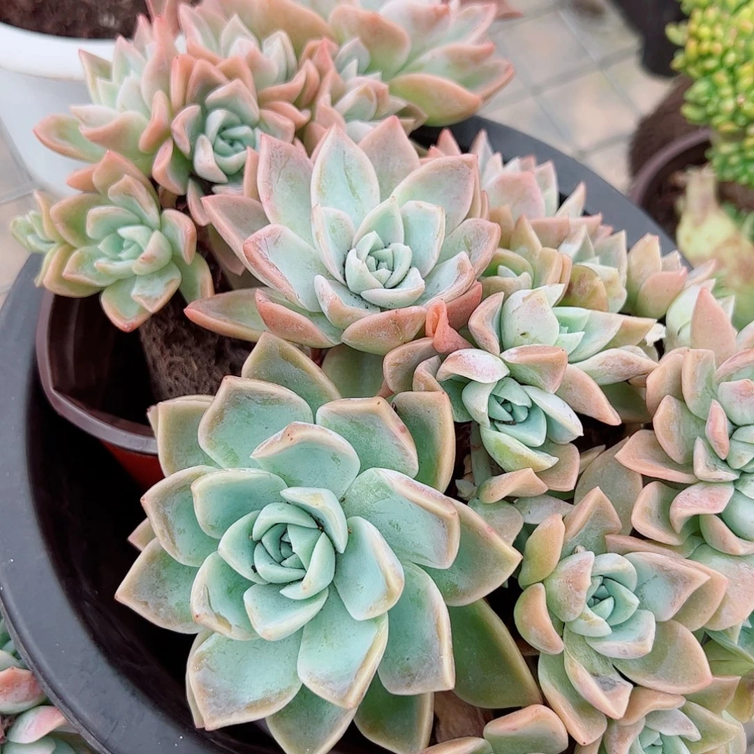 哈利沃森朵朵型精品特价二盆