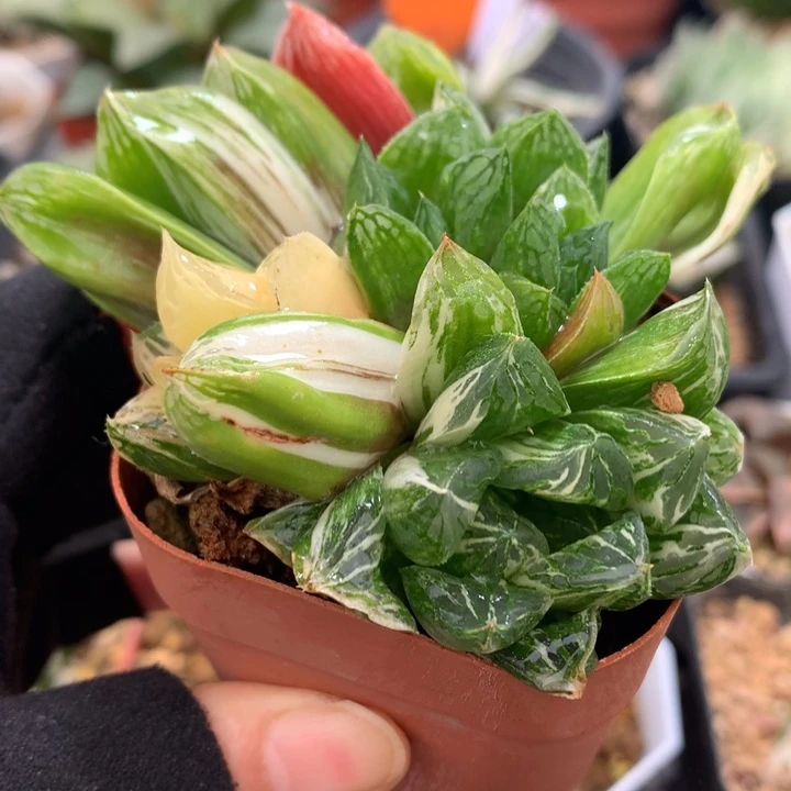 玉露寿锦，带盆发货