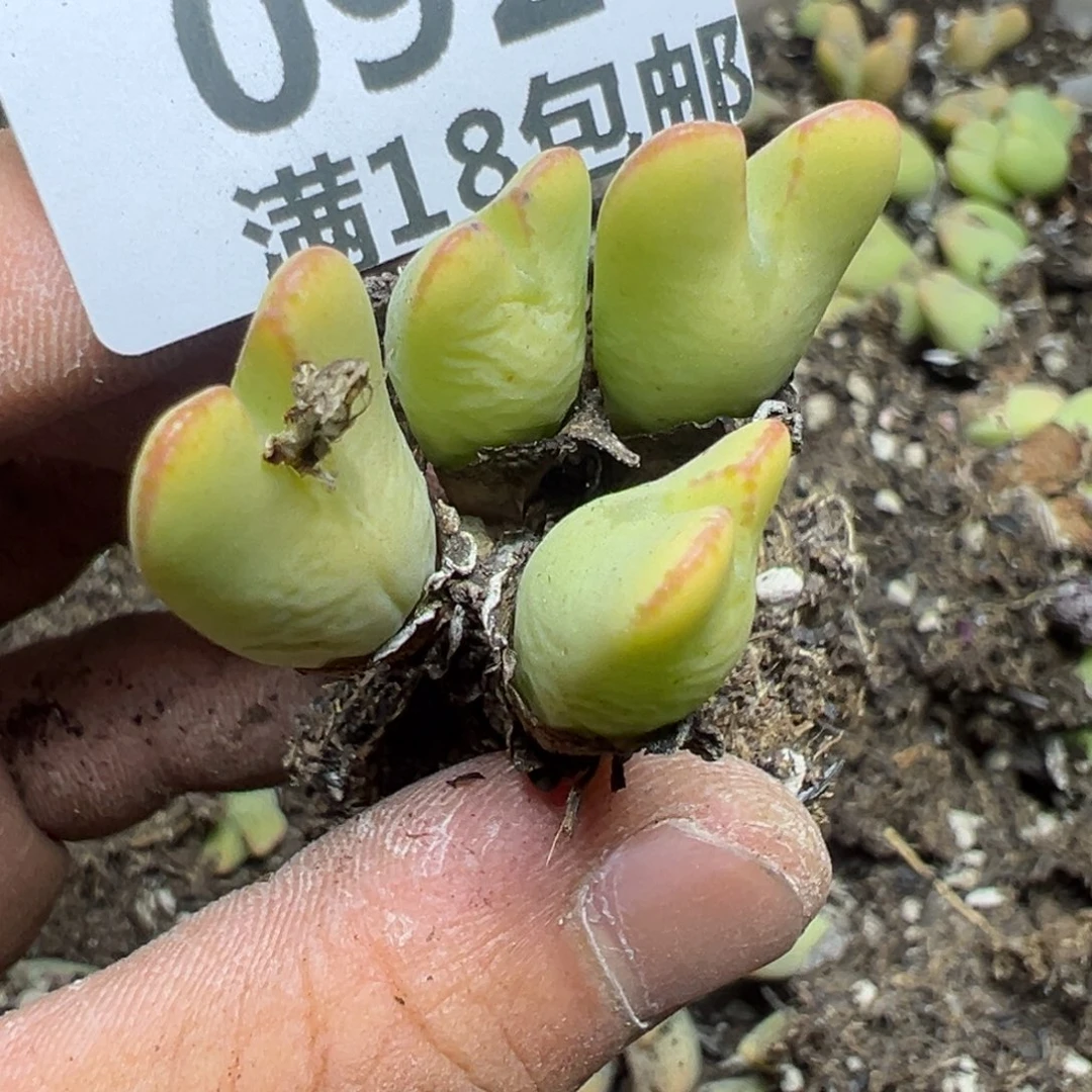 【闪购商品】岚* 092。