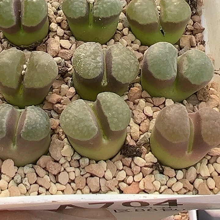 无花朵呦*704号磁铁风铃9个