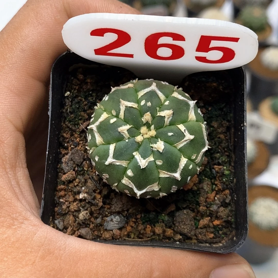 265福利特价咯打榜加油
