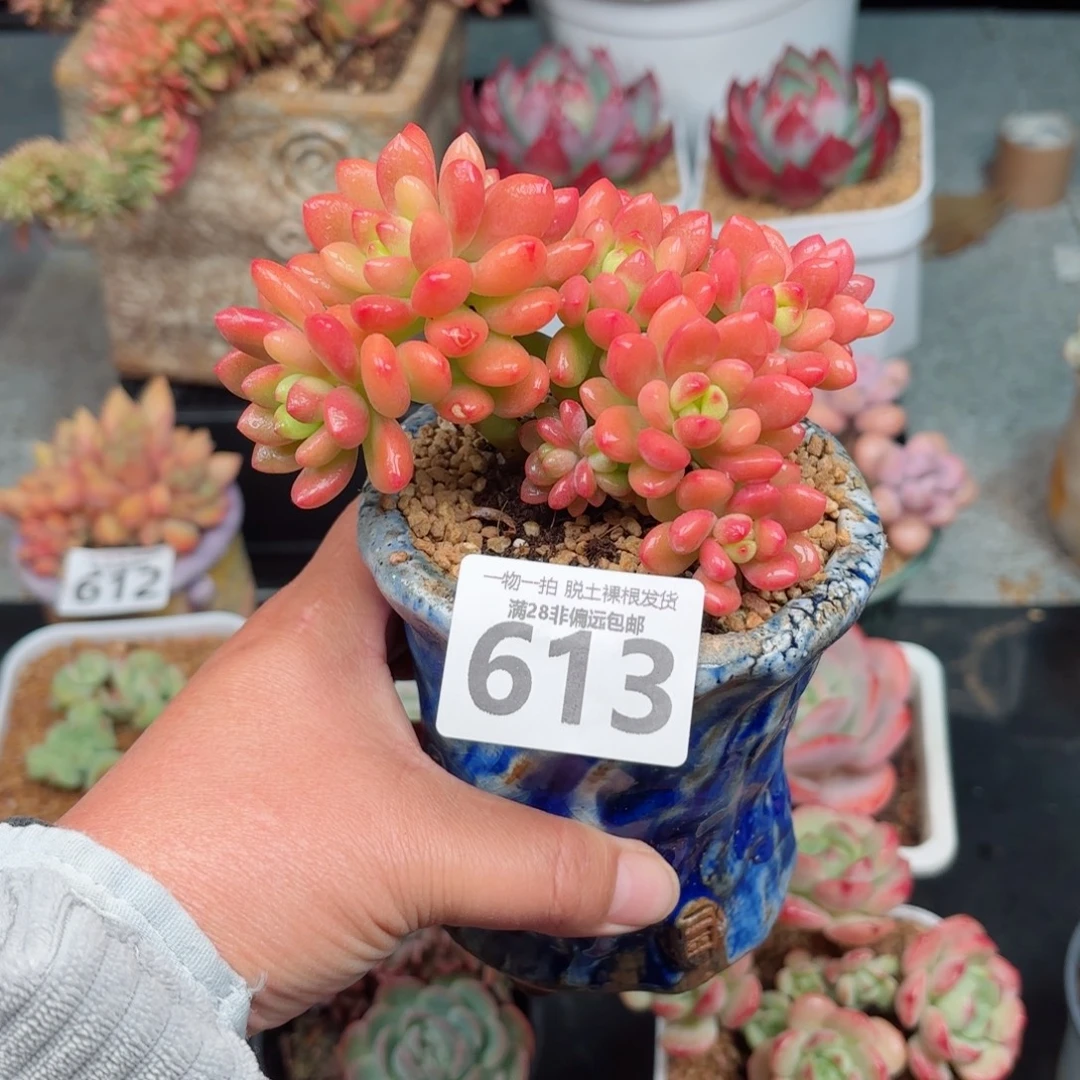 香格里拉无盆土发货