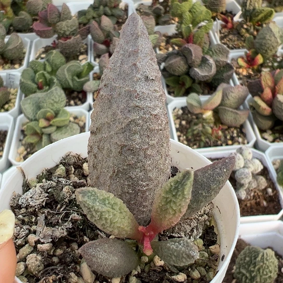 大叶型粉色融化纹实生新品大苗