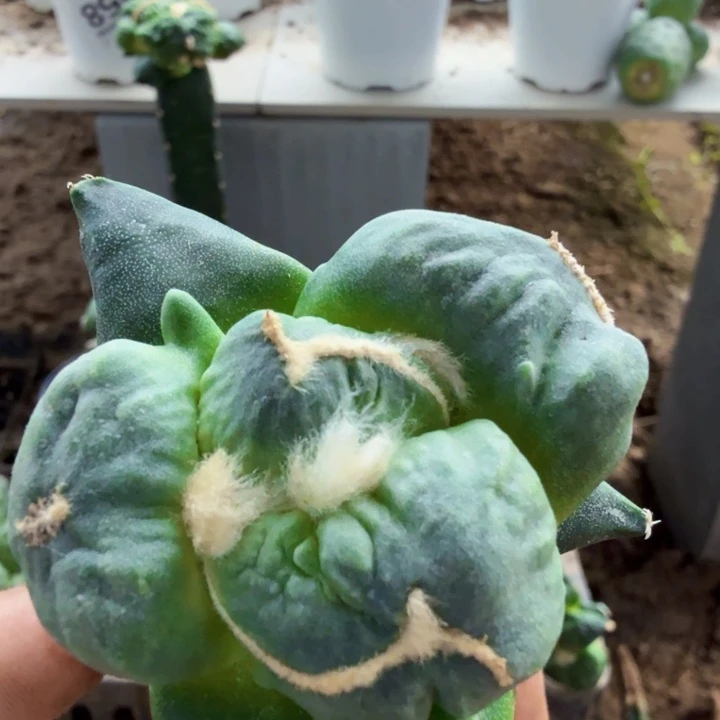 无花朵949蓝白肌连瓷蛋怒牡丹