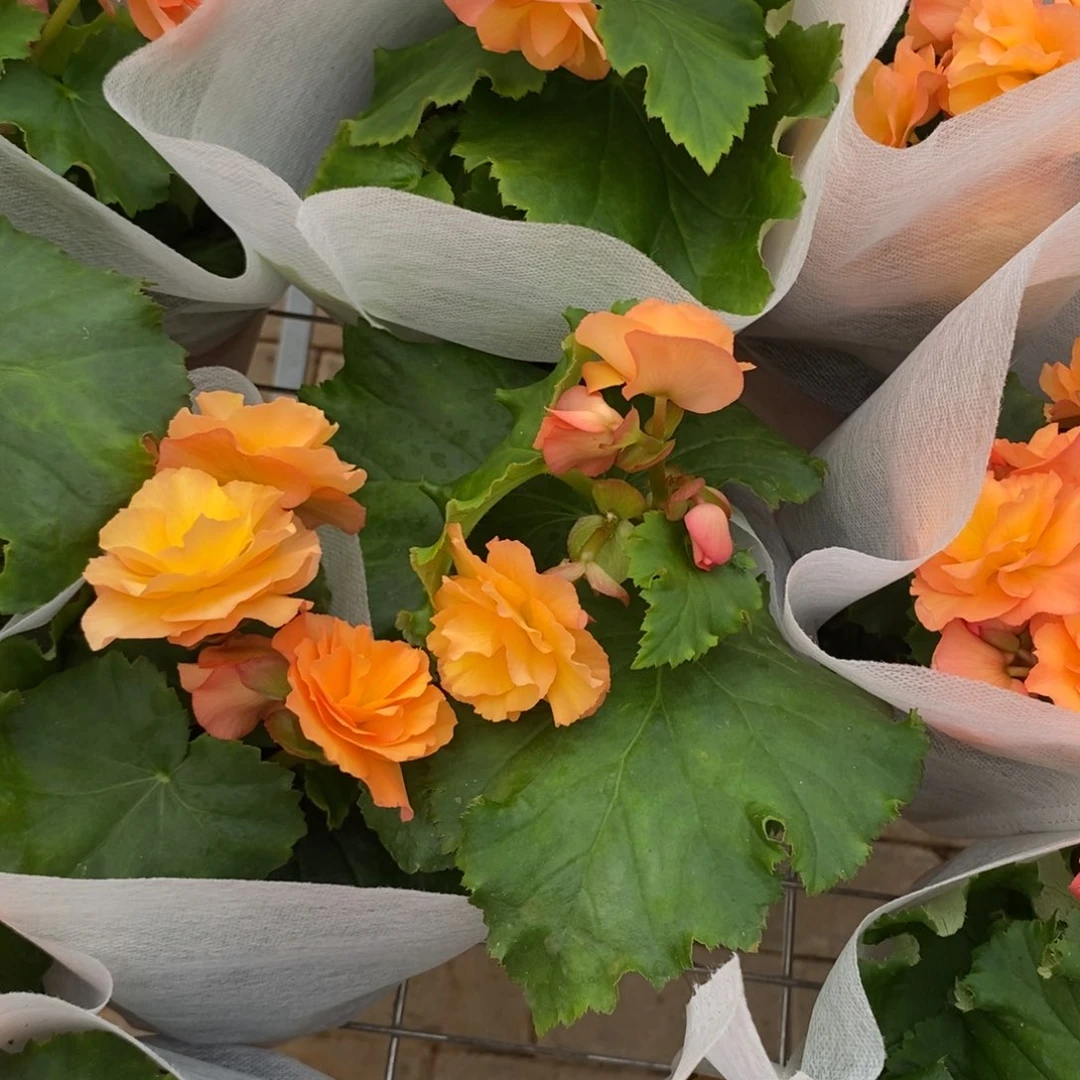 完全开放甜杏海棠