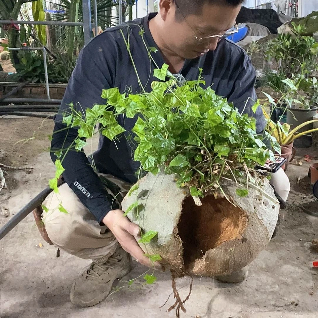 19号大洞睡布袋死了拉倒不售后。