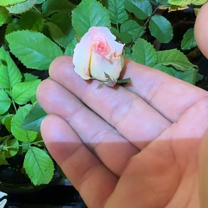 无花朵测116小苗扦插