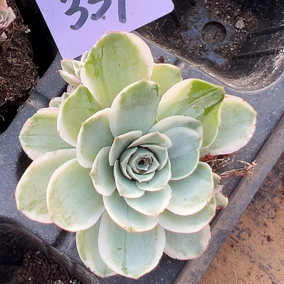 山地玫瑰锦秋夕339号