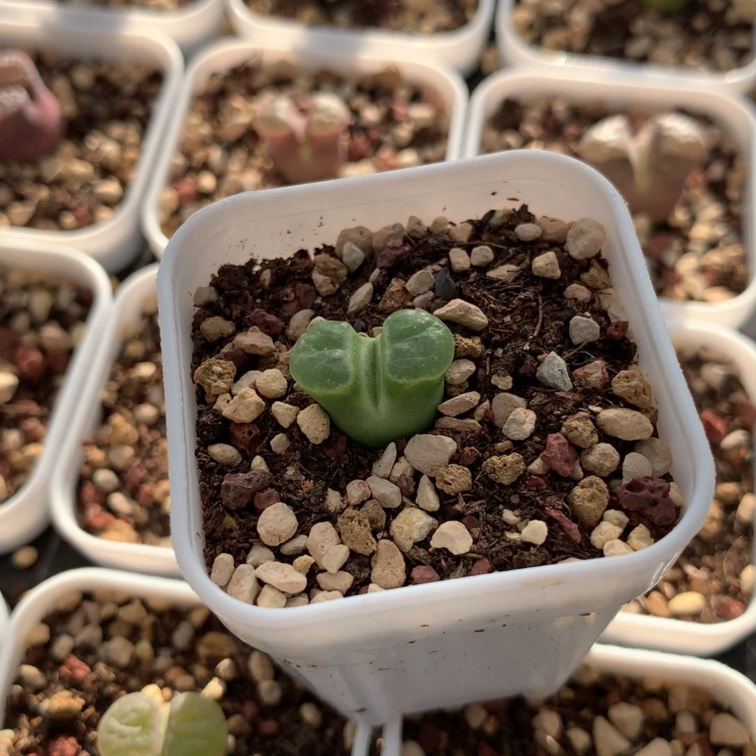 495磁铁风铃母本