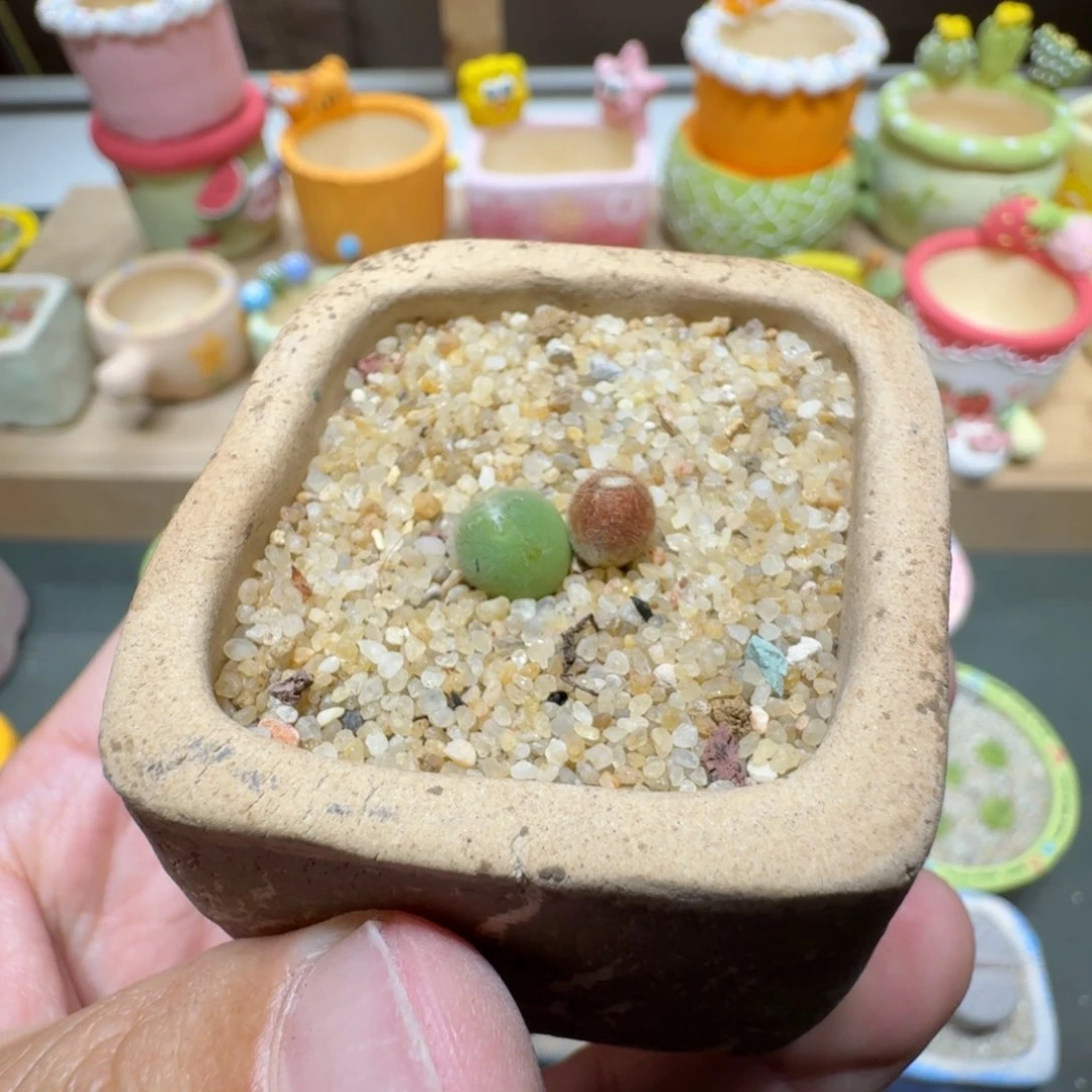 蘑菇308小美毛球
