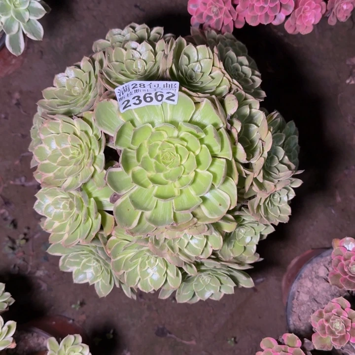 23662南莲花座多肉植物