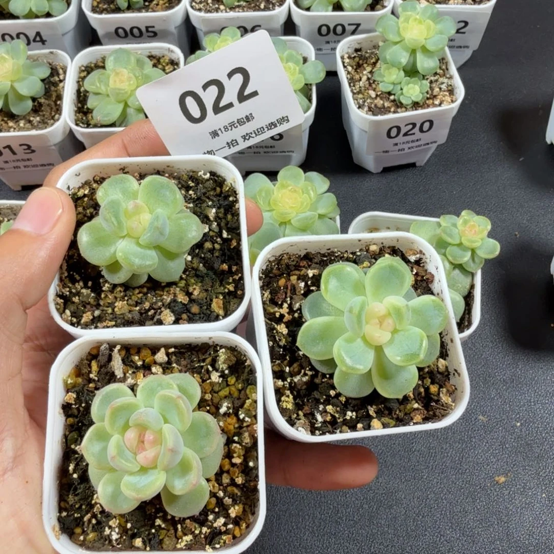 三个甜心一物一拍022