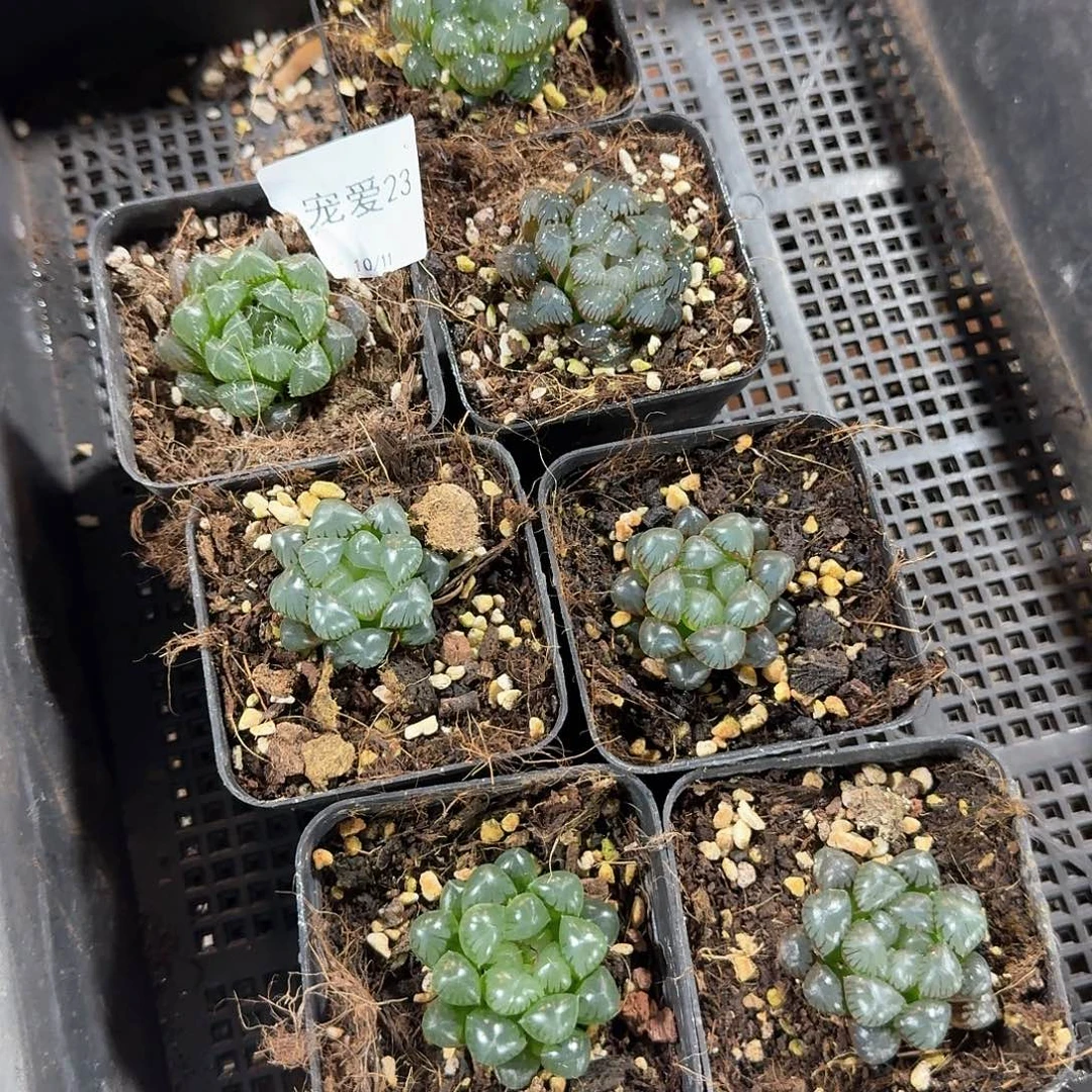 直播福利一物一拍23