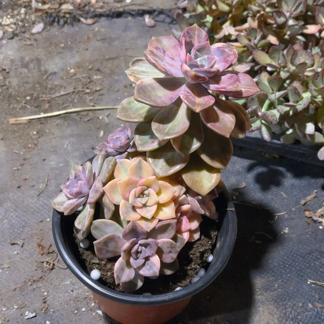 紫乐锦15cm新疆包邮