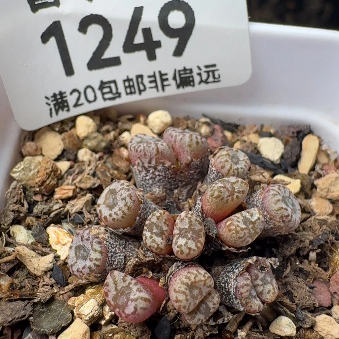 红珊瑚带盆土