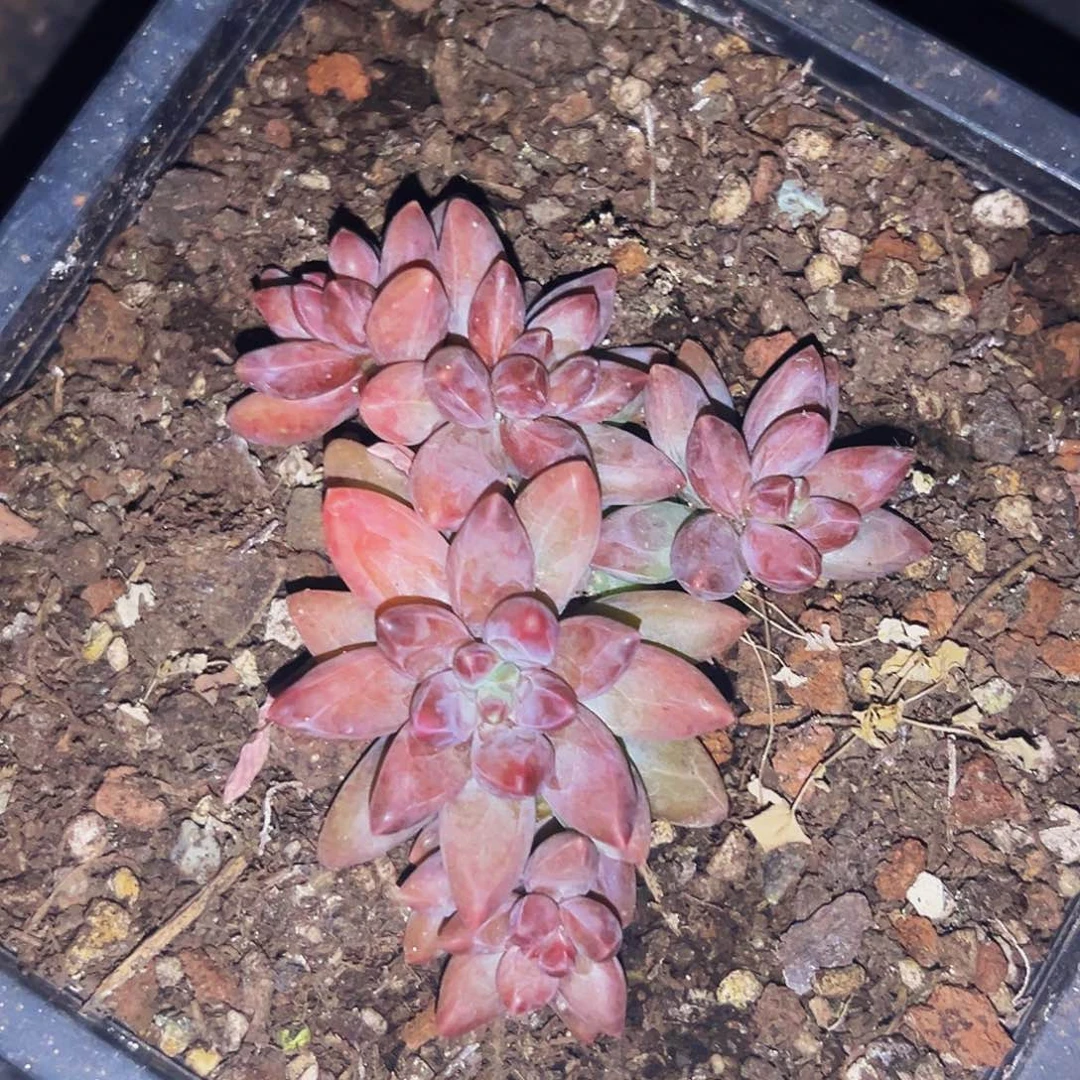 桔云多肉美人精品系列