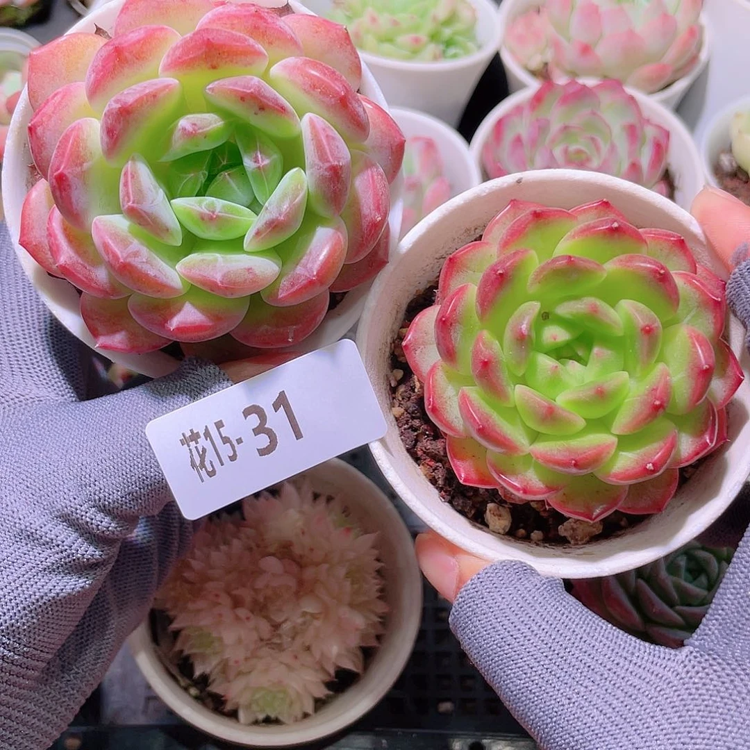 花利美15-31新品2颗