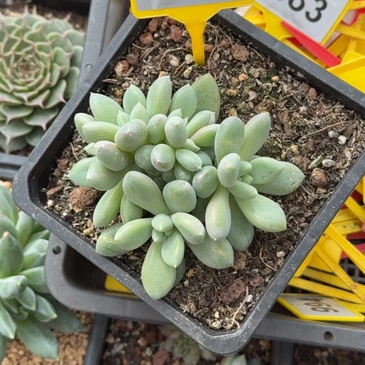 多肉植物胖体哥特群867