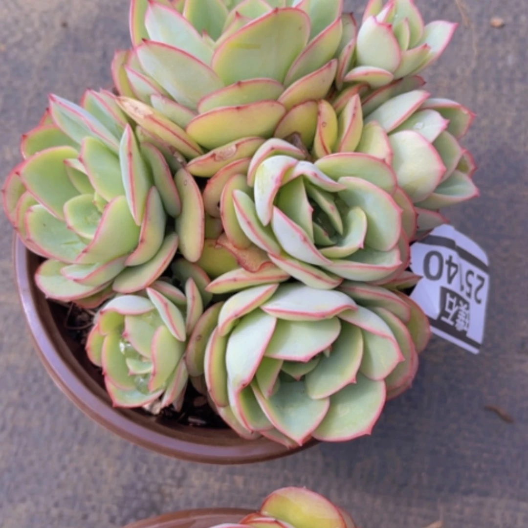 【闪购商品】牡丹亭25140