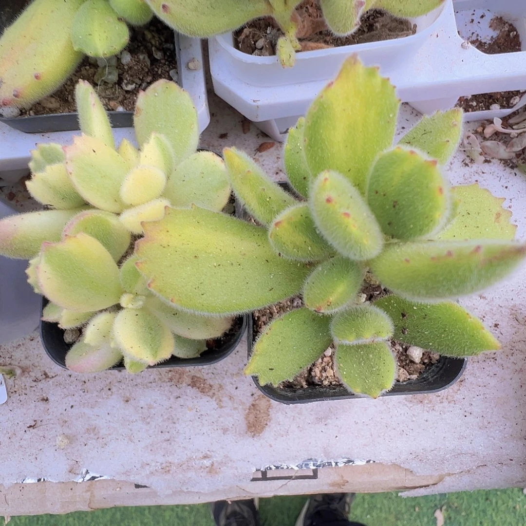 白熊黄熊组合2盆拓土