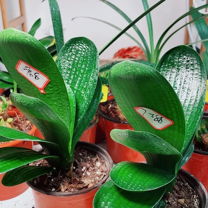 当前无花栽培后可以开花