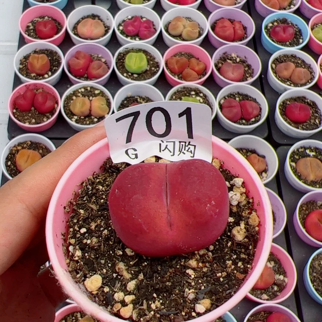 无花朵C我很喜欢这个G701