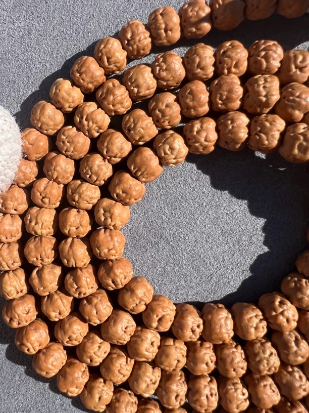 原装小佛手矮壮佛手飞碟桩五爪金龙五爪金花小佛手长串佛手小金刚