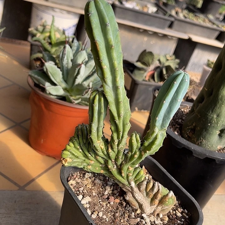 无花朵神龙木缀化一物一拍下单包邮有瑕疵