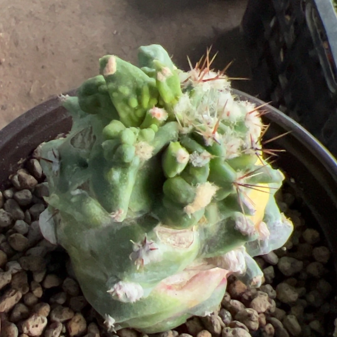 落地怪胎牡丹仙人球939