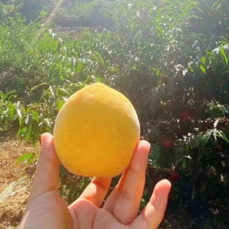 东江湖自己自然熟黄桃